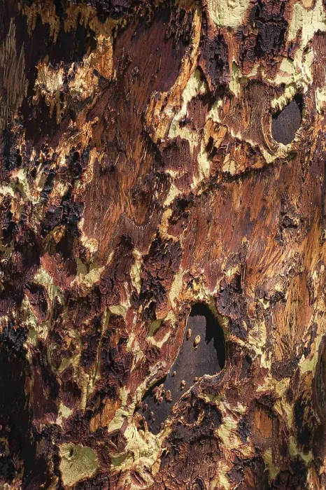 Framed Print : Tree Bark Texture Print: Wood Pattern and Structure Framed Print : Tree Bark Texture Print: Wood Pattern and Structure