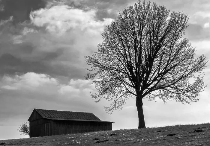 Framed Print : The Tree by the Barn Print Framed Print : The Tree by the Barn Print