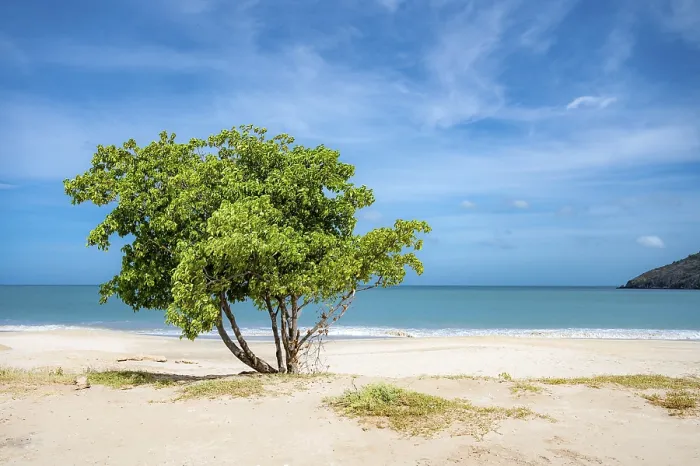 Framed Print : Beach Scene Print with Tree and Blue Sky Framed Print : Beach Scene Print with Tree and Blue Sky
