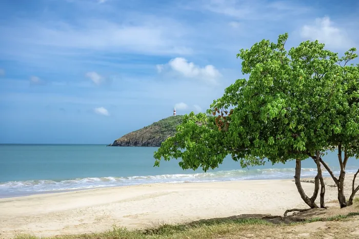 Framed Print : Tree on a Beach Print Framed Print : Tree on a Beach Print