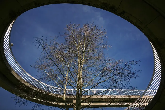 Framed Print : The Tree in the Bridge Print Framed Print : The Tree in the Bridge Print