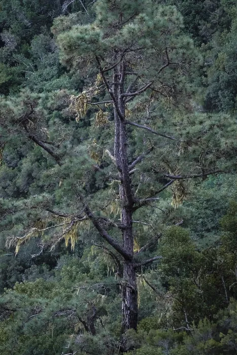 Framed Print : Detail of a tree in the Caldera de Taburiente Print, La Palma, Canary Islands Framed Print : Detail of a tree in the Caldera de Taburiente Print, La Palma, Canary Islands