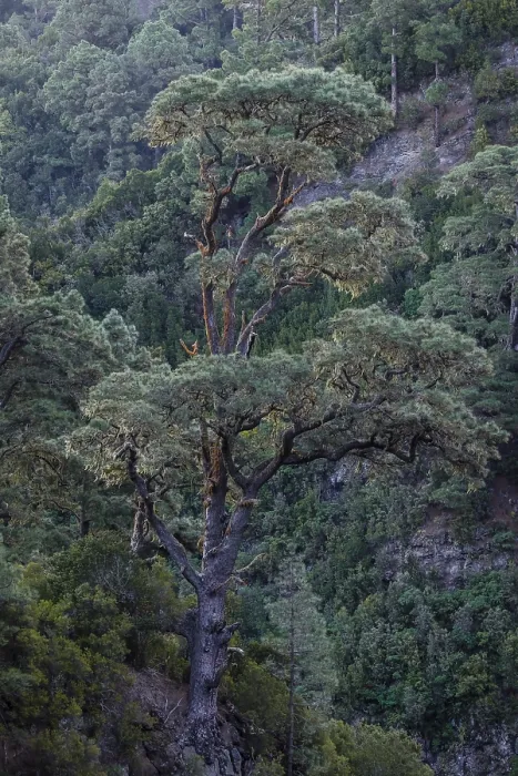 Framed Print : Detail of a Tree in Caldera de Taburiente Print, La Palma, Canary Islands Framed Print : Detail of a Tree in Caldera de Taburiente Print, La Palma, Canary Islands
