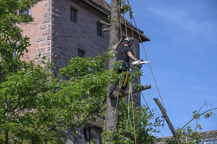 Framed Print : Tree Climbers Working on a Tree Print, Nuremberg, Germany Framed Print : Tree Climbers Working on a Tree Print, Nuremberg, Germany