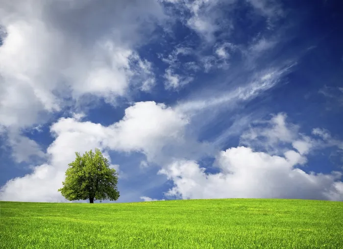 Framed Print : Tree Silhouette Against Cloudy Sky Print