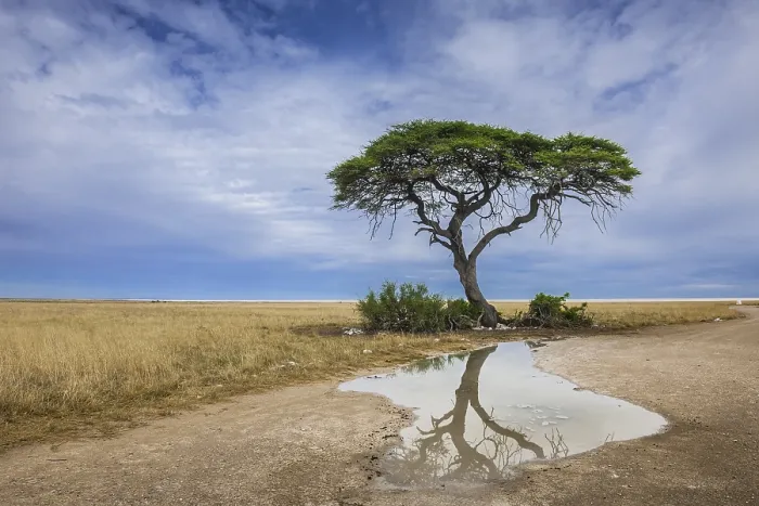 Framed Print : Print of a Tree Reflected in a Puddle, Etosha National Park Framed Print : Print of a Tree Reflected in a Puddle, Etosha National Park