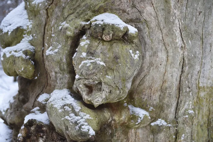 Framed Print : Tree Face in Winter - Sababurg Primeval Forest Print Framed Print : Tree Face in Winter - Sababurg Primeval Forest Print