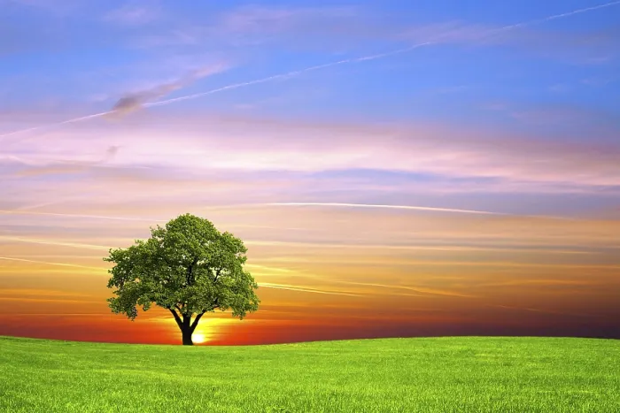 Framed Print : Tree on the field Print Framed Print : Tree on the field Print