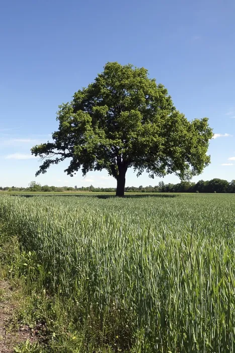 Framed Print : Tree in a field Print Framed Print : Tree in a field Print