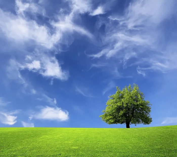 Framed Print : Tree and Green Field Print Framed Print : Tree and Green Field Print