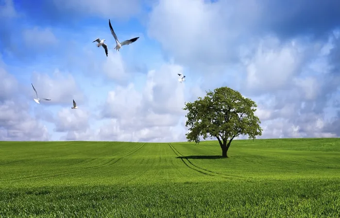 Framed Print : Tree on green meadow Print Framed Print : Tree on green meadow Print