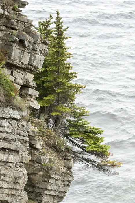 Framed Print : Tree on Cliff Print - Dramatic Landscape