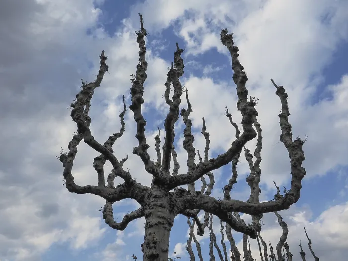 Framed Print : Tree without leaves against sky Print Framed Print : Tree without leaves against sky Print