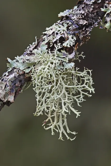Framed Print : Tree Lichen Print Framed Print : Tree Lichen Print