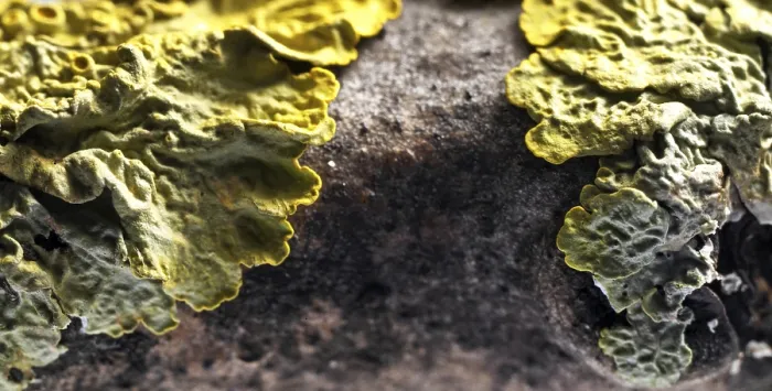 Framed Print : Tree Lichen Macro Print Framed Print : Tree Lichen Macro Print
