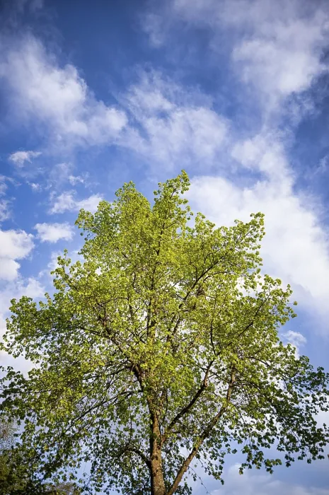 Framed Print : Lime Tree in Spring, Stuttgart, Germany Print Framed Print : Lime Tree in Spring, Stuttgart, Germany Print