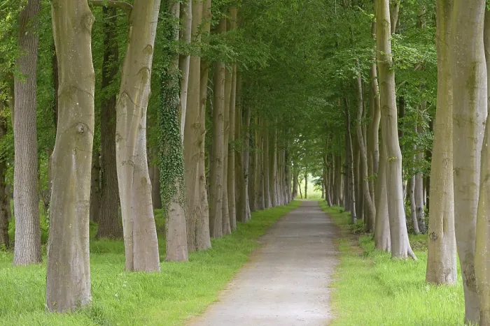Framed Print : Tree-lined Avenue Print, European Beech Trees Framed Print : Tree-lined Avenue Print, European Beech Trees