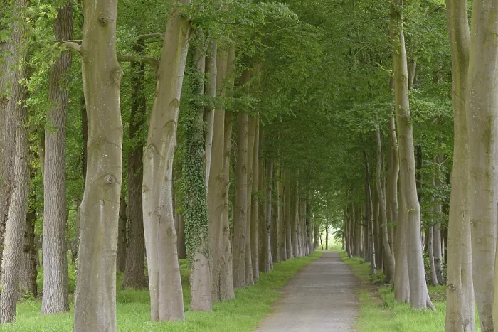 Framed Print : Tree-lined Avenue Print, European Beech Trees in Germany Framed Print : Tree-lined Avenue Print, European Beech Trees in Germany