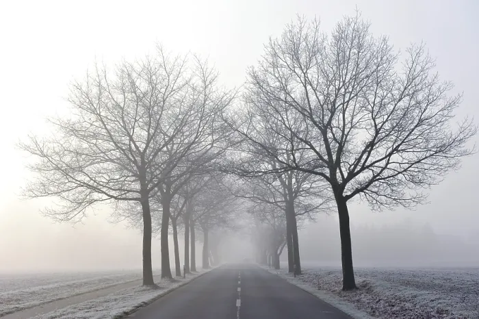 Framed Print : Tree-lined Avenue in Mist Print