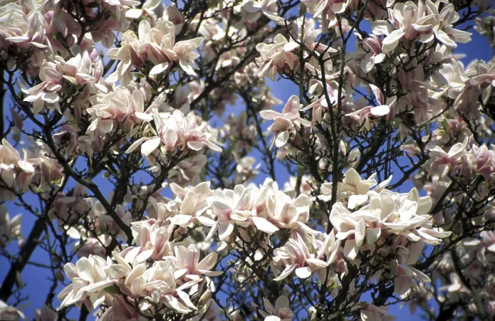 Framed Print : Tree of Magnolia in Bloom Print Framed Print : Tree of Magnolia in Bloom Print