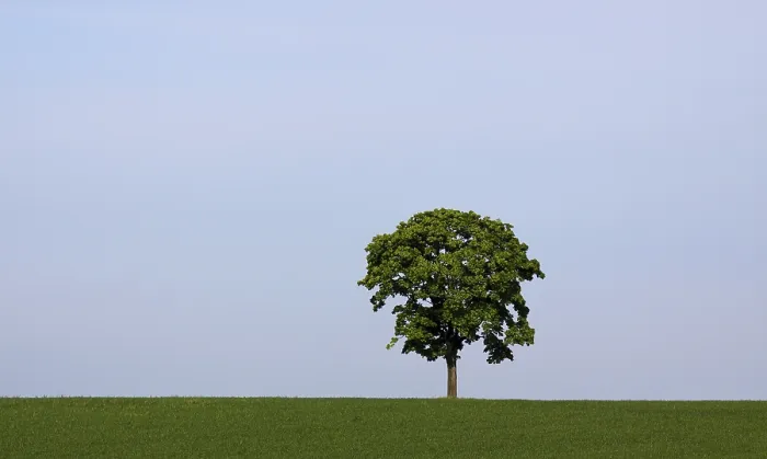 Framed Print : Tree on meadow Print Framed Print : Tree on meadow Print