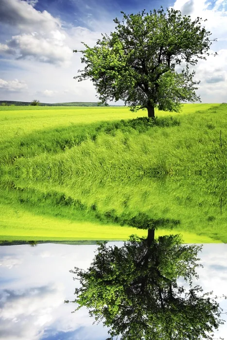 Framed Print : Tree in the meadow Print