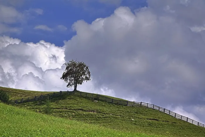 Framed Print : A Tree in a Meadow Print Framed Print : A Tree in a Meadow Print