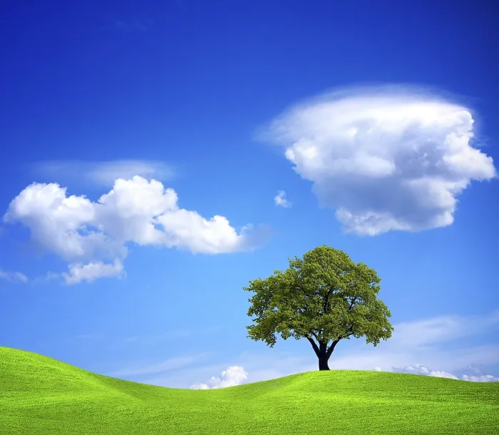 Framed Print : The Tree on the Outskirts Print Framed Print : The Tree on the Outskirts Print