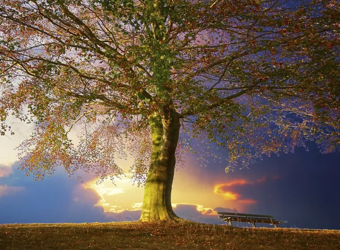Framed Print : Tree in the park Print Framed Print : Tree in the park Print