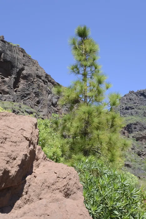 Framed Print : Canary Pine Landscape Print, Mogan Valley, Gran Canaria