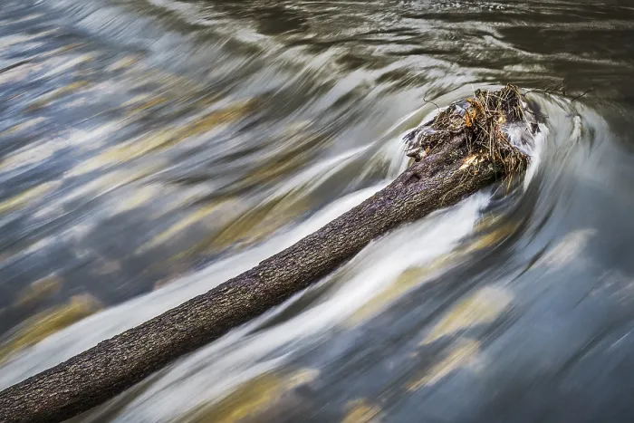 Framed Print : The Tree in the River Print Framed Print : The Tree in the River Print