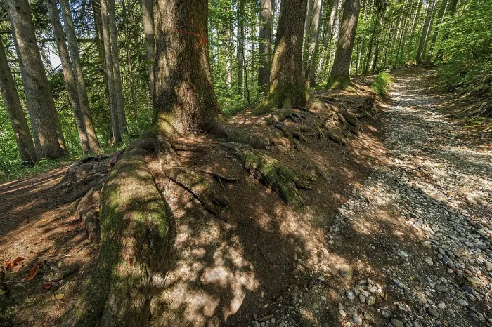 Framed Print : Tree Roots on Stony Path to Teufelskuche, Bavaria Print