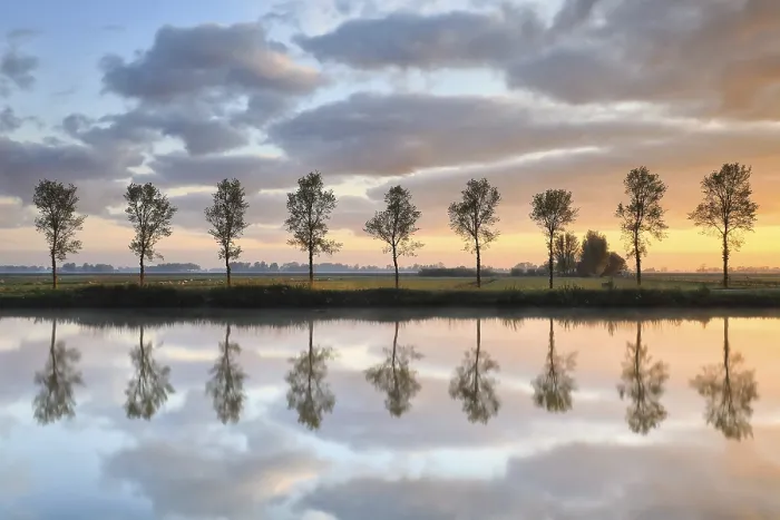 Framed Print : Tree Row Reflected in River at Sunrise Print Framed Print : Tree Row Reflected in River at Sunrise Print