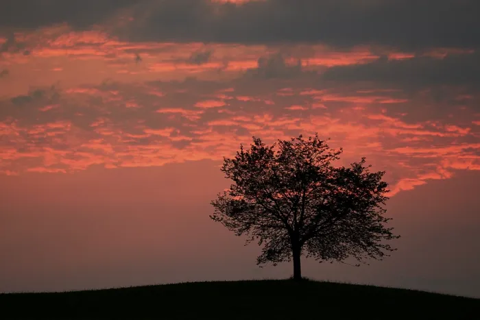 Framed Print : Tree Silhouette against Stormy Sky Print, Hirzel Switzerland Framed Print : Tree Silhouette against Stormy Sky Print, Hirzel Switzerland