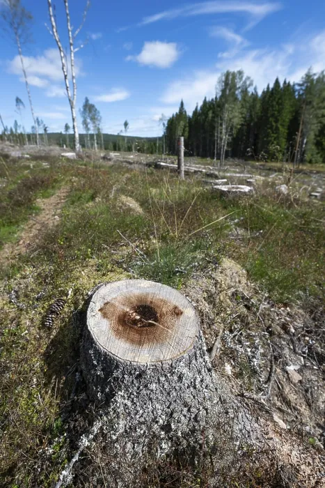Framed Print : Tree Stump, Cleared Forest Area Print - Sunna, Sweden Framed Print : Tree Stump, Cleared Forest Area Print - Sunna, Sweden