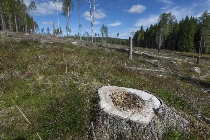 Framed Print : Tree Stump Print, Cleared Forest Area, Sunne Sweden Framed Print : Tree Stump Print, Cleared Forest Area, Sunne Sweden