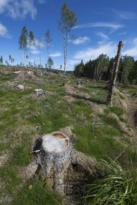 Framed Print : Tree Stump, Clearcut Forest Print, Sweden Framed Print : Tree Stump, Clearcut Forest Print, Sweden