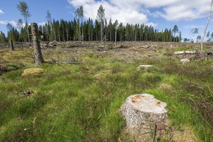 Framed Print : Tree Stump, Clearcut Forest Print, Sunne Sweden Framed Print : Tree Stump, Clearcut Forest Print, Sunne Sweden