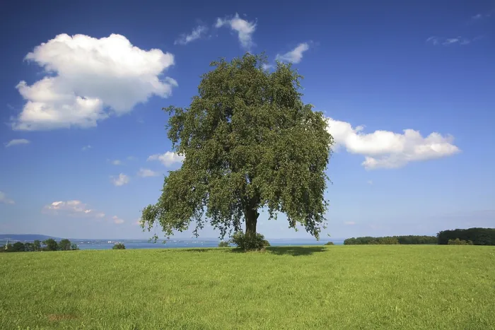 Framed Print : Tree in a Summer Setting Print, Altnau, Switzerland Framed Print : Tree in a Summer Setting Print, Altnau, Switzerland