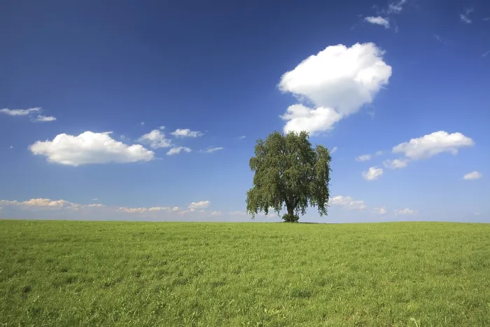 Framed Print : Tree in a Summer Setting Print, Altnau Switzerland