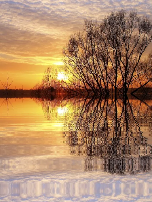 Framed Print : Tree at Sunset Print Framed Print : Tree at Sunset Print