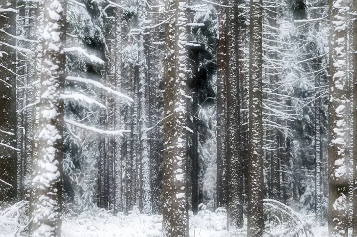 Framed Print : Winter Coniferous Forest Print Framed Print : Winter Coniferous Forest Print