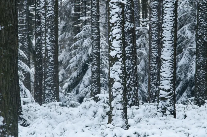 Framed Print : Winter Coniferous Forest Print Framed Print : Winter Coniferous Forest Print