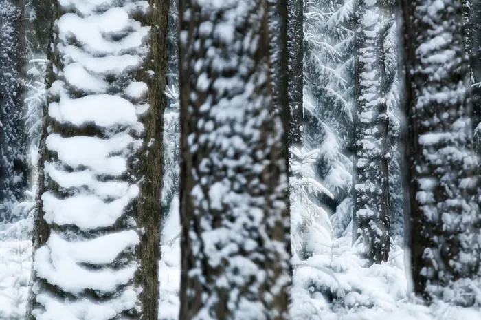 Framed Print : Winter Coniferous Forest Print Framed Print : Winter Coniferous Forest Print