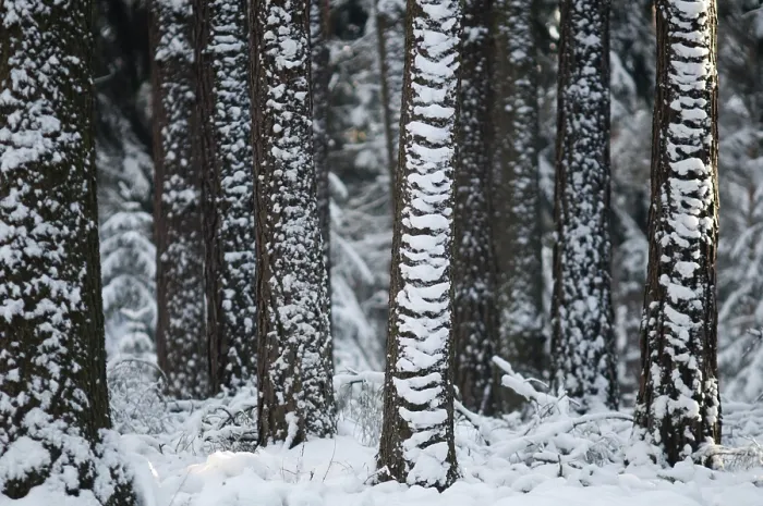 Framed Print : Winter Coniferous Forest Print
