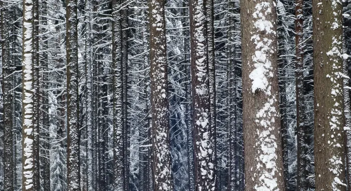 Framed Print : Winter Coniferous Forest Print Framed Print : Winter Coniferous Forest Print