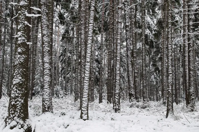 Framed Print : Winter Coniferous Forest Print Framed Print : Winter Coniferous Forest Print