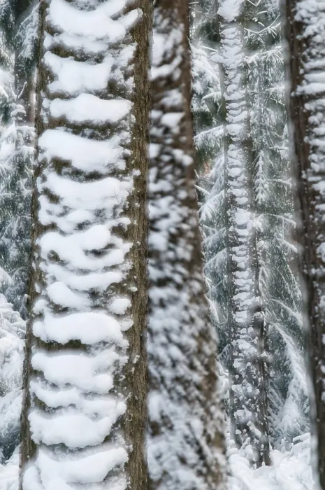Framed Print : Coniferous Forest Winter Scene Print Framed Print : Coniferous Forest Winter Scene Print