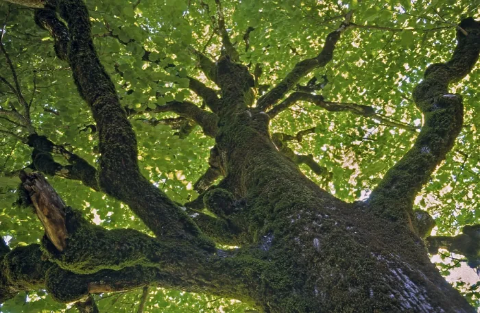 Framed Print : Lime Tree in Summer Landscape Print Framed Print : Lime Tree in Summer Landscape Print