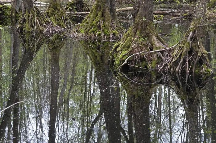 Framed Print : Tree, Trees, Mirror, Reflection Print Framed Print : Tree, Trees, Mirror, Reflection Print